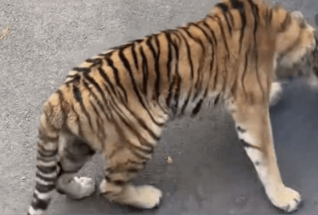 網傳動物園觀光車壓碎老虎下巴。
