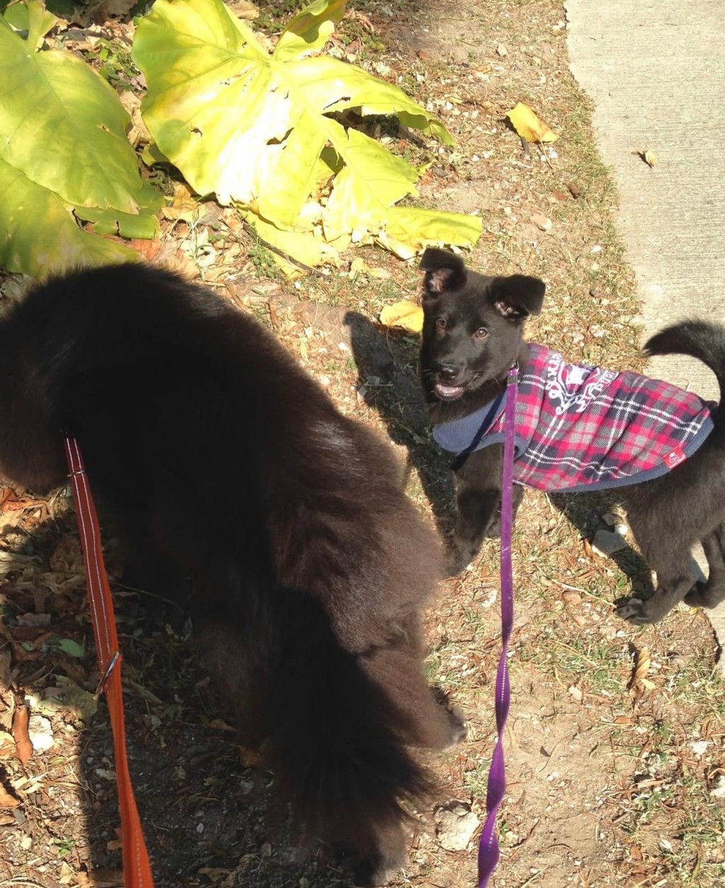 許惠菁在社交網分享多張她與愛犬的生活照。