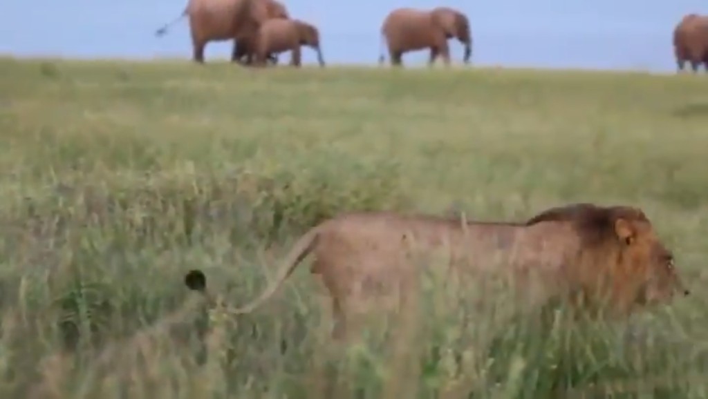 馬圖薩多納野生動物保護區有多種大型野生動物。  NGO African Parks