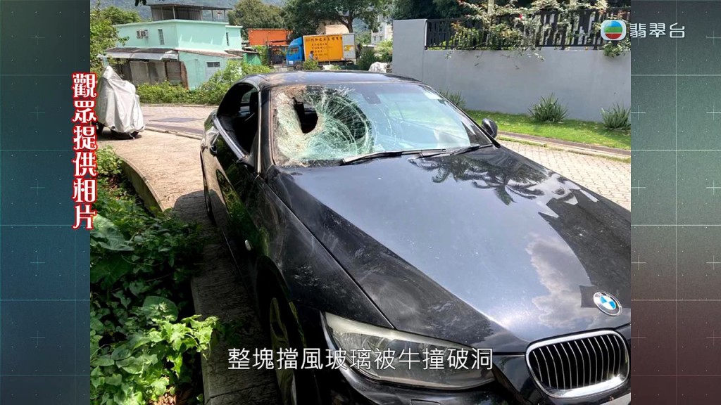 有村民的私家車更遭殃，擋風玻璃被水牛撞破。
