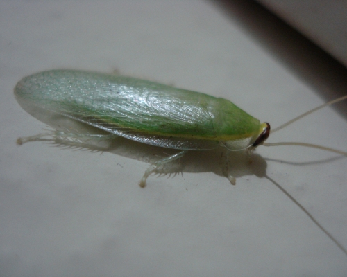 古巴绿蠊 Panchlora nivea。网上图片