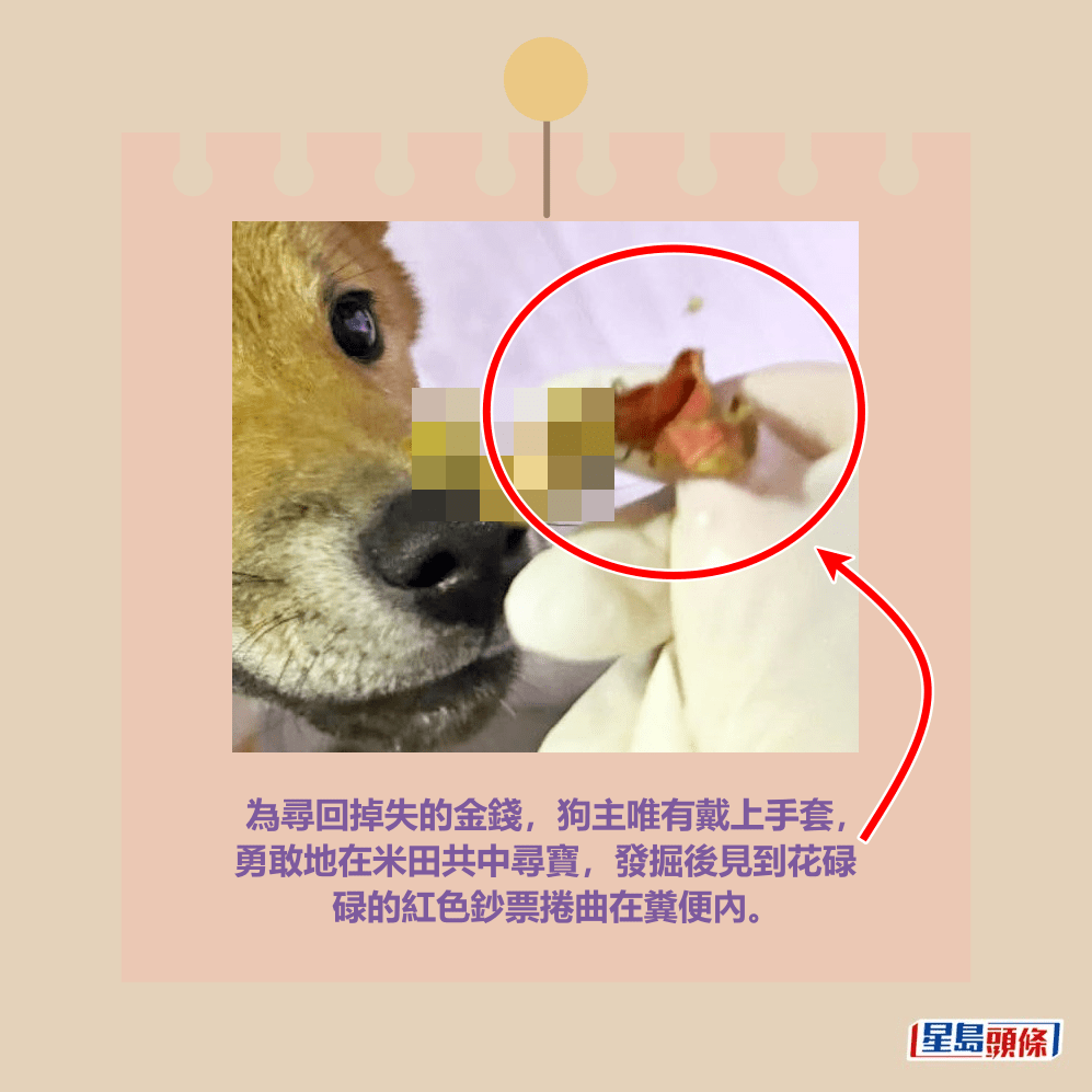 為尋回掉失的金錢，狗主唯有戴上手套， 勇敢地在米田共中尋寶，發掘後見到花碌 碌的紅色鈔票捲曲在糞便內。Threads截圖