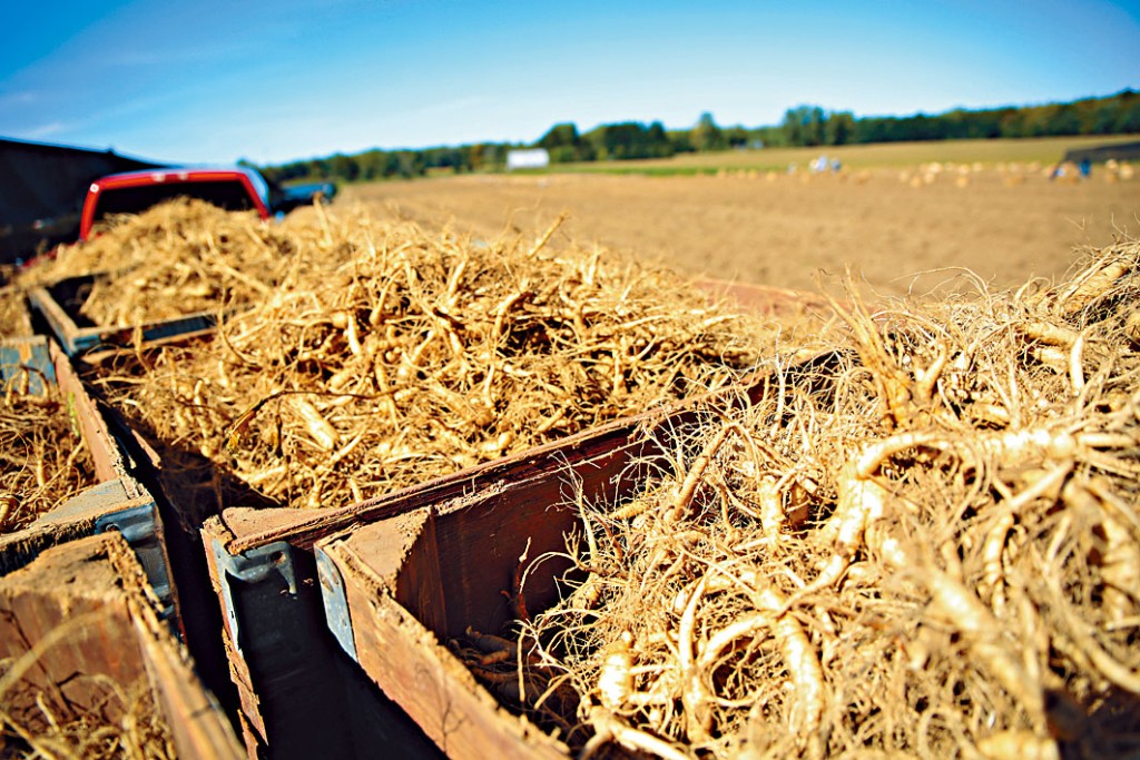 安大略省诺福克县的加拿大参。