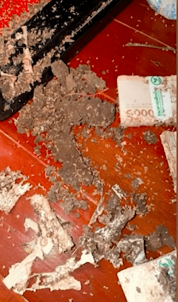 保险箱虽成功防住了小偷，却未能抵挡无孔不入的白蚁侵袭。