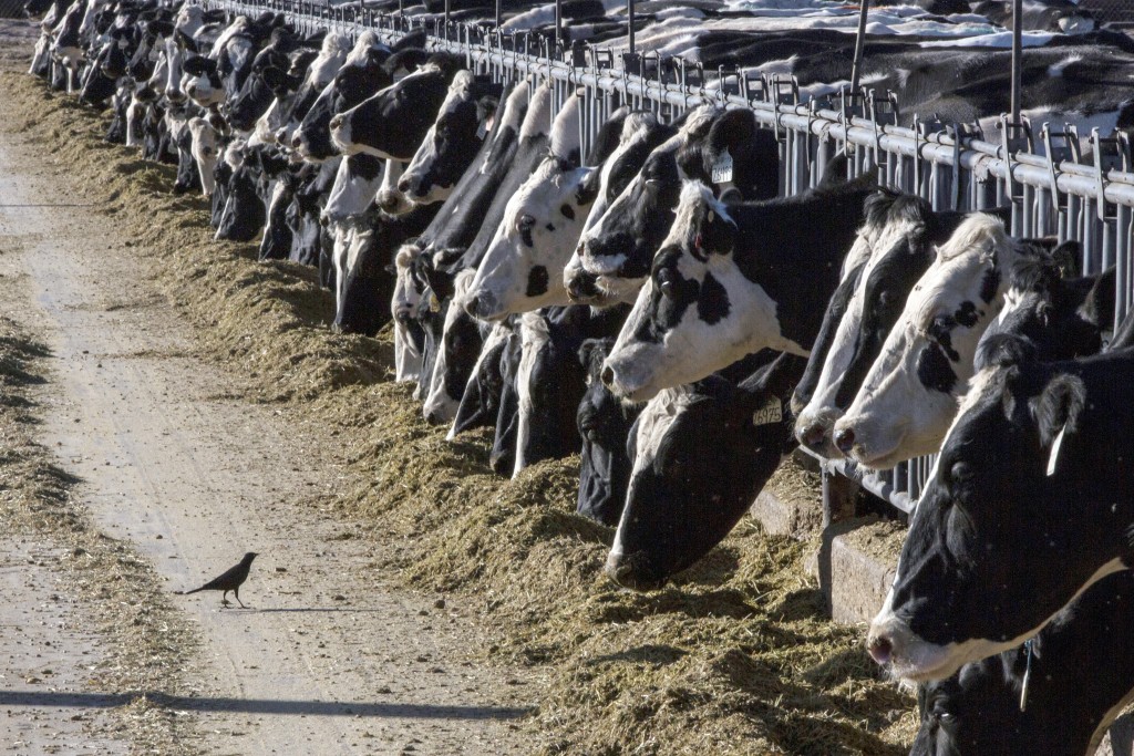 德州3家乳製品廠和堪薩斯州一家乳製品廠的乳牛檢測結果呈陽性。美聯社