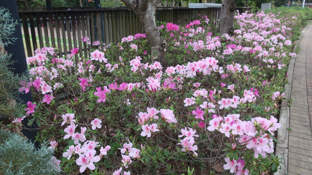 荔枝角公園杜鵑花開（三）。康民署「賞花情報」截圖