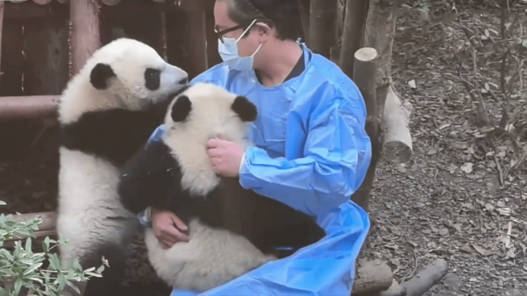 工作人員安撫大熊貓福菀，期間有同伴也前來恰似一同安慰福菀。