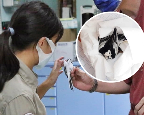 受傷的白鶺鴒是在去年10月30日，被市民發現在元朗錦綉花園附近遭老鼠膠黏住。「嘉道理農場暨植物園」FB圖片