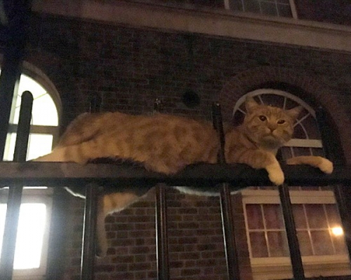 有途人發現一隻貓卡在一處住宅圍欄上，身體被圍欄鐵通刺穿兩個洞。 網圖