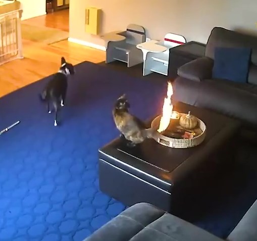 貓咪眼巴巴望著尾巴著火。網上截圖