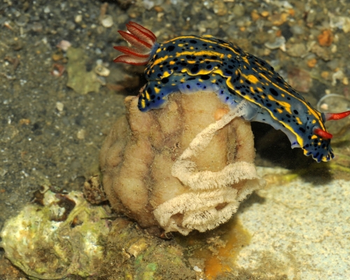 節慶多彩海牛是龍尾首次記錄，並正在產卵。