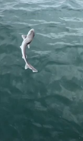 拍完照後，小鯊魚就被立刻放回大海。