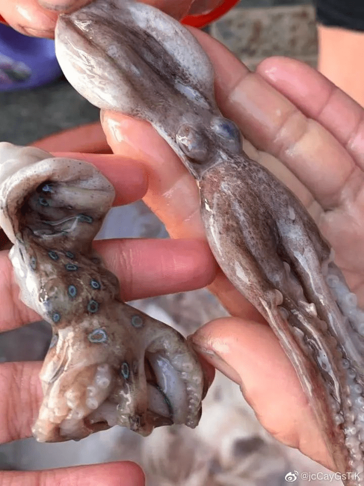 網友捕撈到的「藍環章魚」（左），和能吃的長蛸（右）。