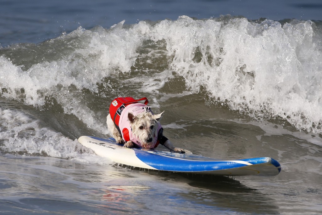 有狗狗站在衝浪板上就竭盡全力。AP圖片