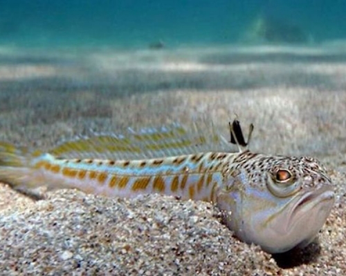 斑尾擬鱸。網圖