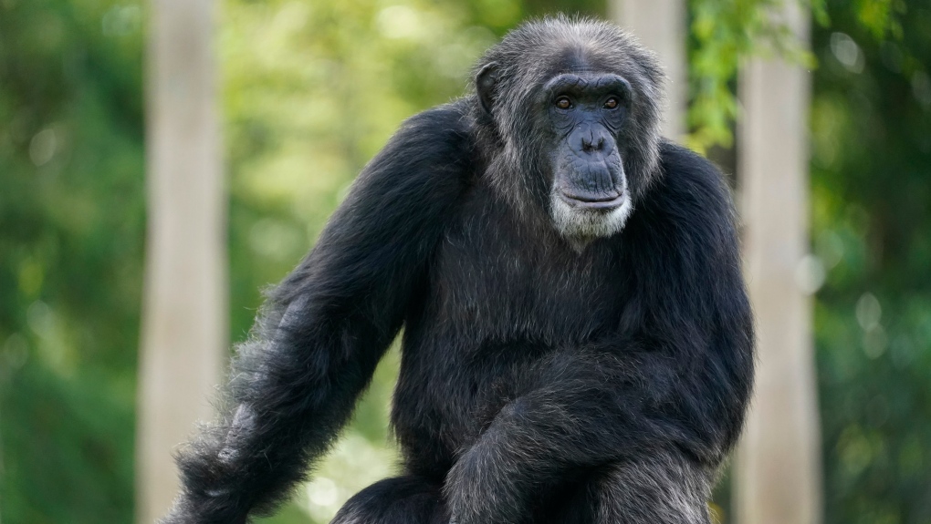 黑猩猩的DNA與人類有98%相同，也擁有很高力。美聯社 