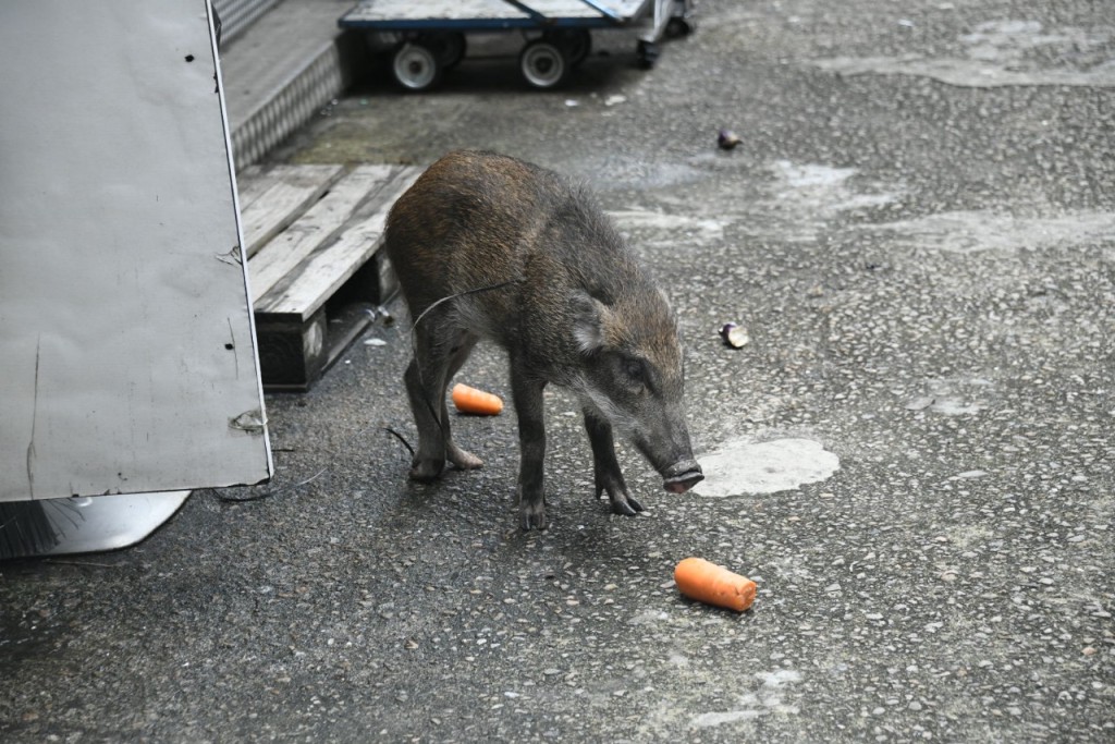 漁護署人員給紅蘿蔔與麵包利誘野豬。