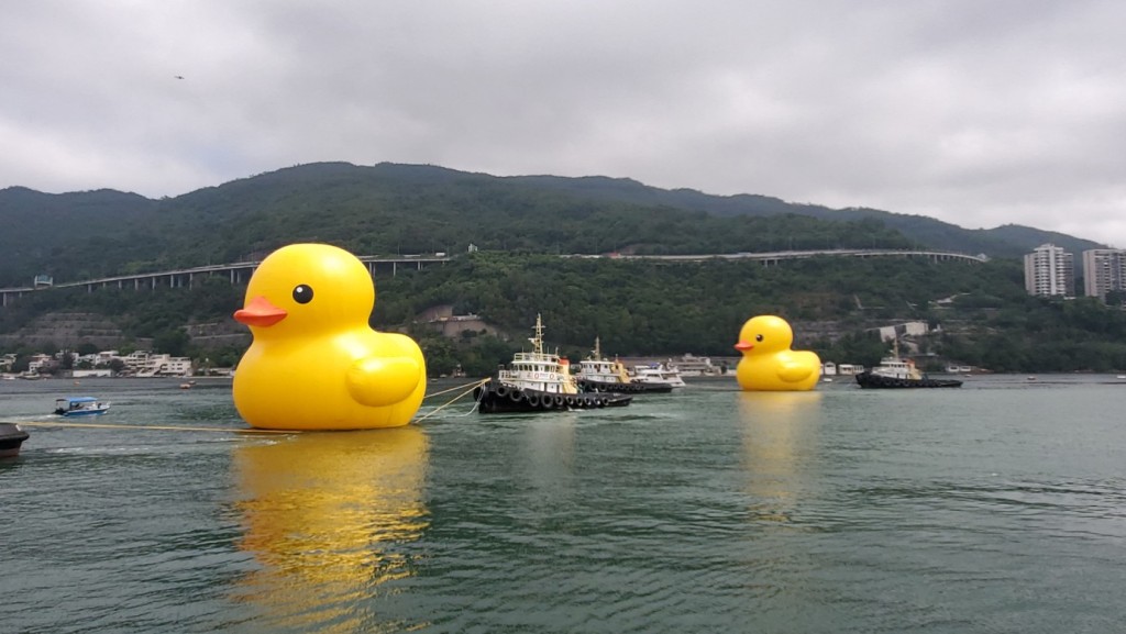 两只巨型黄鸭在青衣海面「畅泳」。杨伟亨摄