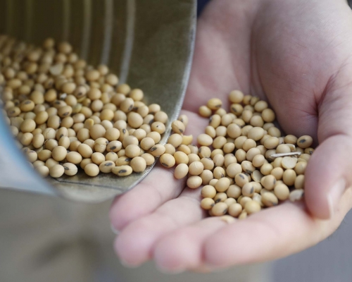 美國大豆銷售量預料不會恢復到貿易戰前水平。AP圖片