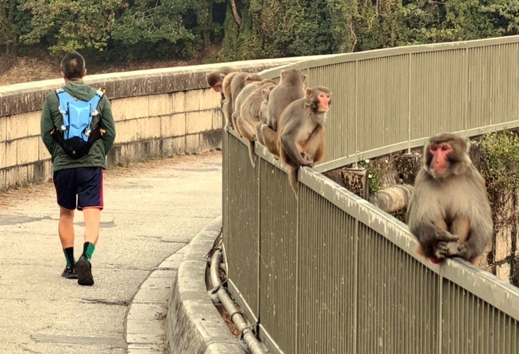 圖為金山郊野公園。