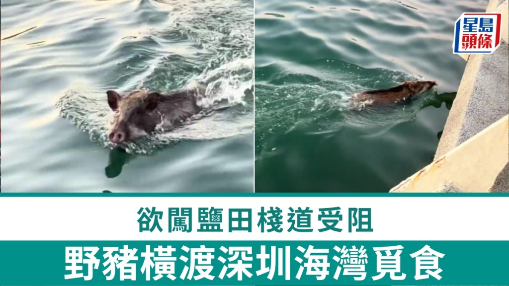 野豬橫渡深圳海灣覓食。 抖音