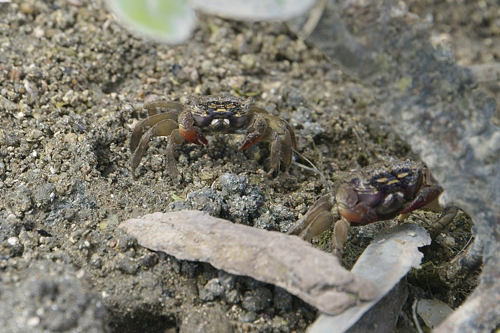 游人掘蚬时「铲沙」的动作破坏生物栖息地，会带出蟹、螺等滩涂生物，令其难以返回沙层里面，增加生存难度。陈浩元摄