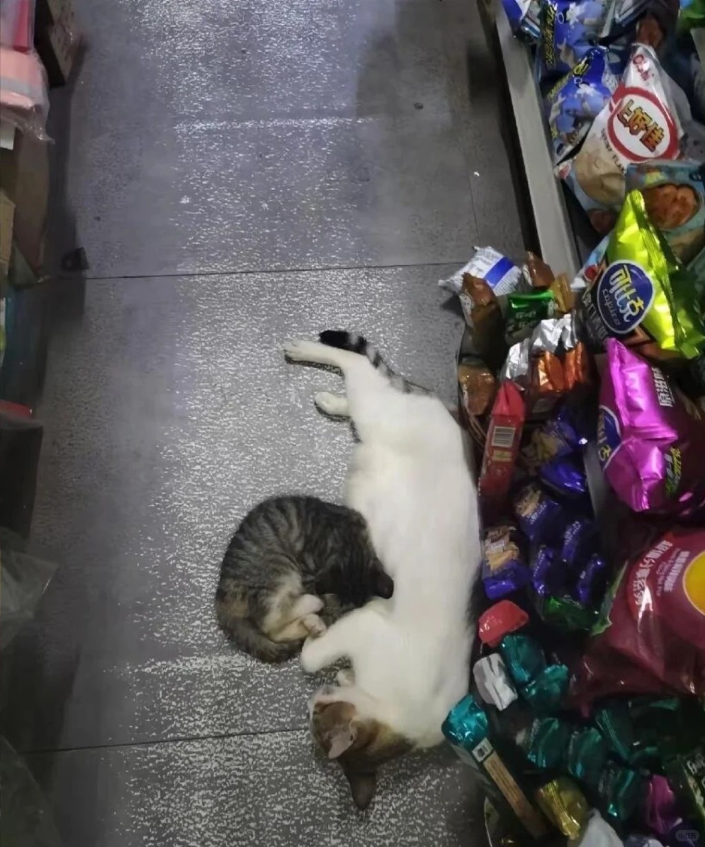 被殘忍虐殺的店貓正處哺乳期。小紅書 被殘忍虐殺的店貓正處哺乳期。小紅書