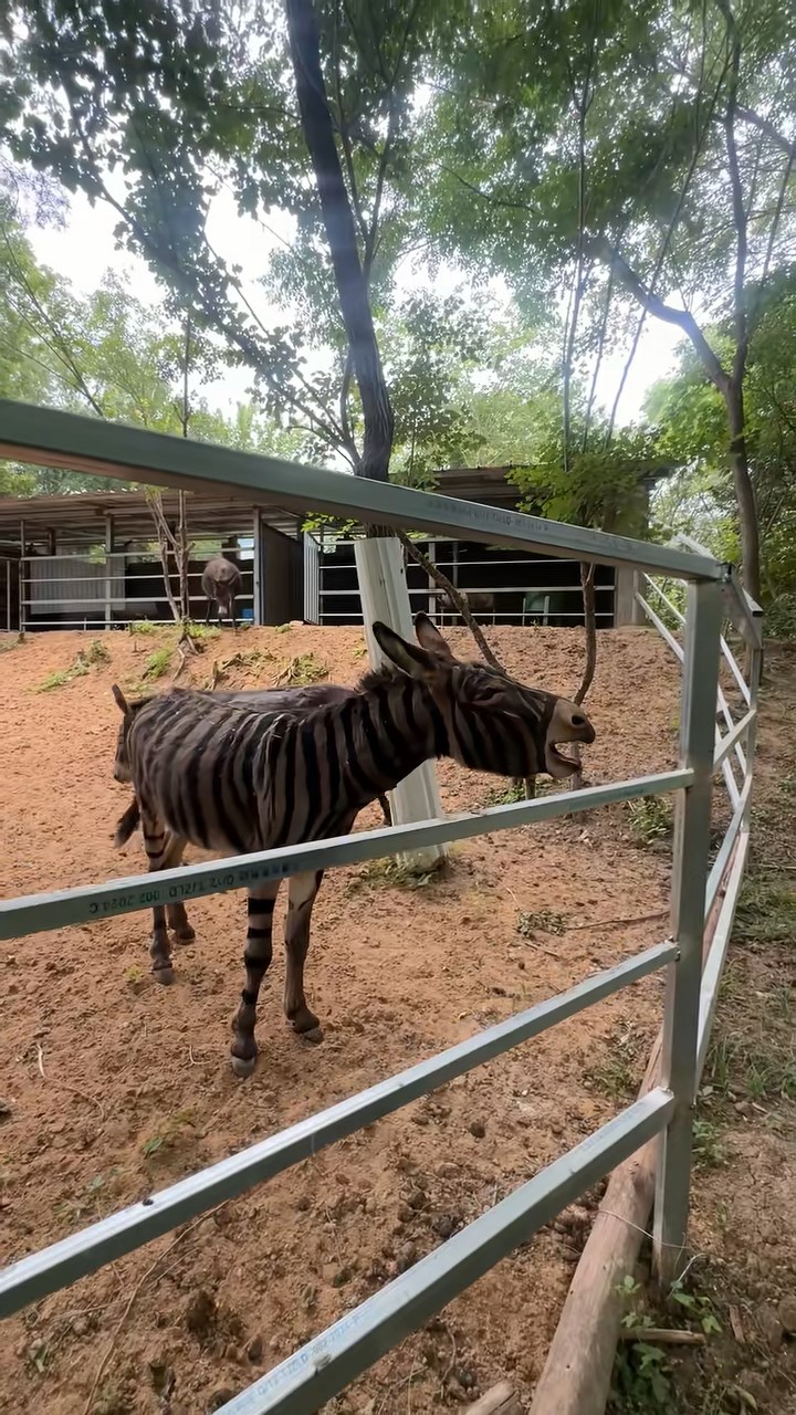 遊樂園內的驢被人染色成為「斑馬」。抖音@文小刀 遊樂園內的驢被人染色成為「斑馬」。抖音@文小刀
