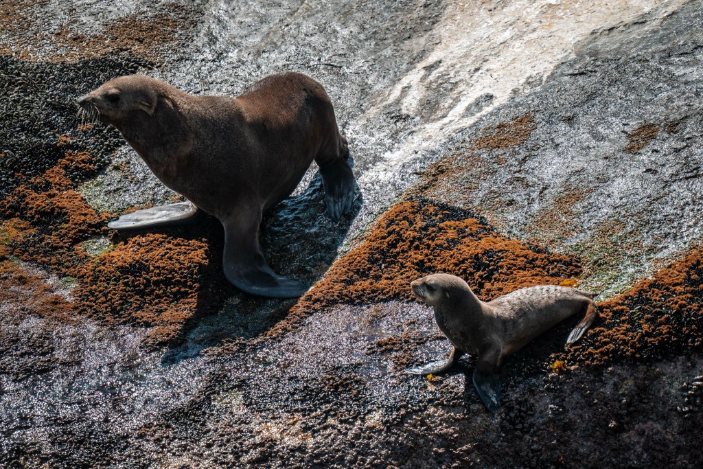 南非沿岸的海豹,常會爬上岸休息。(圖片提供:馮敏如) 南非沿岸的海豹,常會爬上岸休息。(圖片提供:馮敏如)