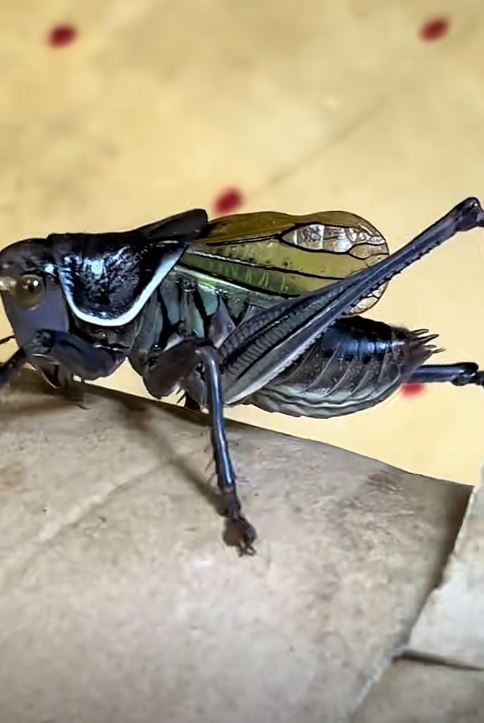 武新偉悉心繁殖蟈蟈及拍短片推廣，吸引不少鳴蟲玩家。抖音