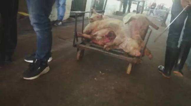 死豬。網圖