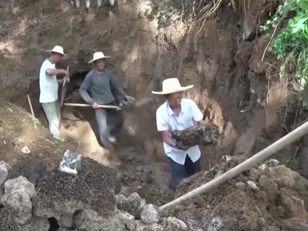 湖北發現60多年的超大蟻穴。