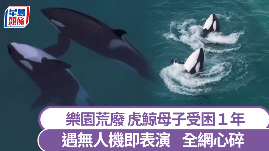 法國虎鯨困廢棄樂園  聞無人機聲即表演