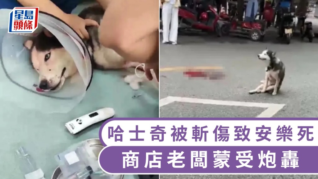 哈士奇被斬傷致安樂死,商店老闆蒙受炮轟。