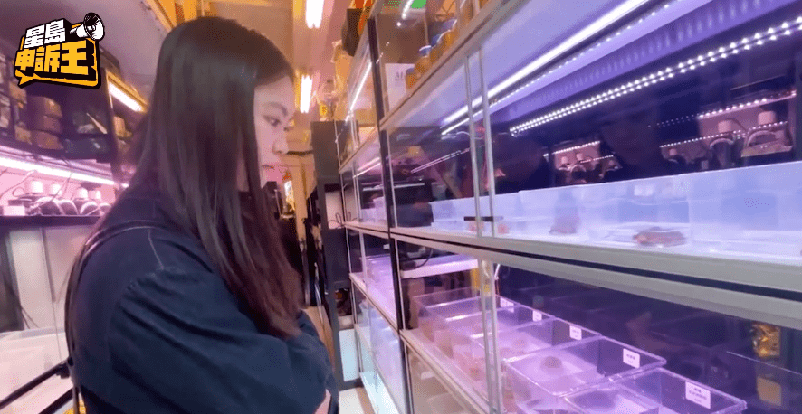 記者Sammi發現，鱷龜在香港十分容易買到。