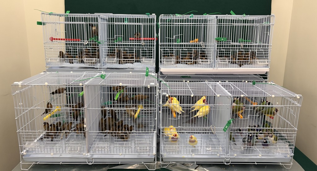 檢獲的懷疑非法進口活雀鳥。 檢獲的懷疑非法進口活雀鳥。
