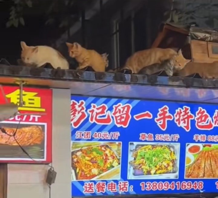 烤鱼店老板将鱼内脏放上屋簷，吸引猫咪到来。