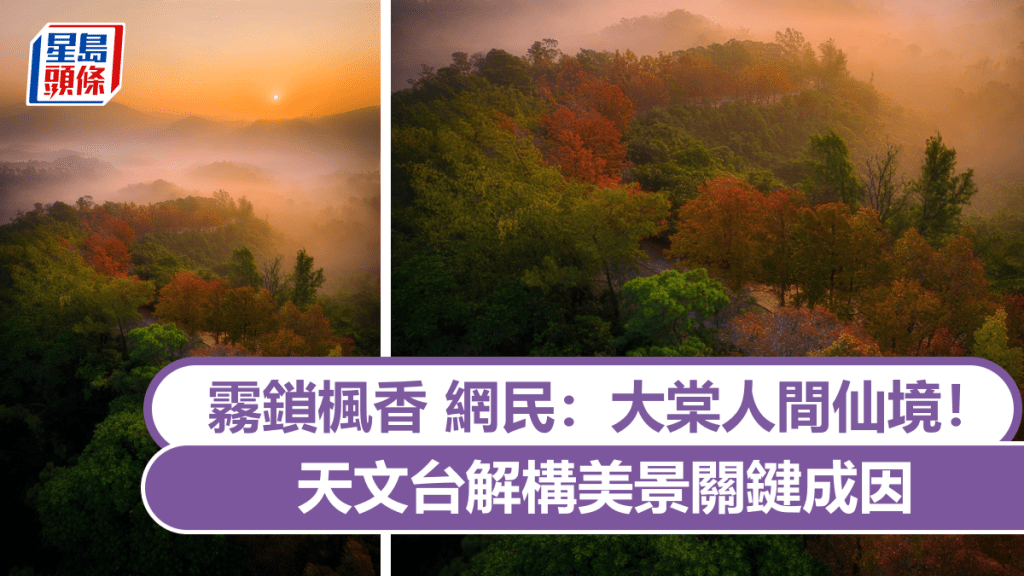 霧鎖楓香 網民：大棠人間仙境！ 天文台解構美景關鍵成因｜Juicy叮（攝：苦明 / 2025年12月30日 / 大棠 / #CWOS）