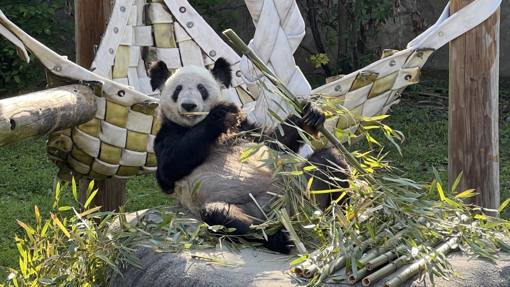 大熊猫「丫丫」已踏上回国的归途上。孟菲斯动物园fb