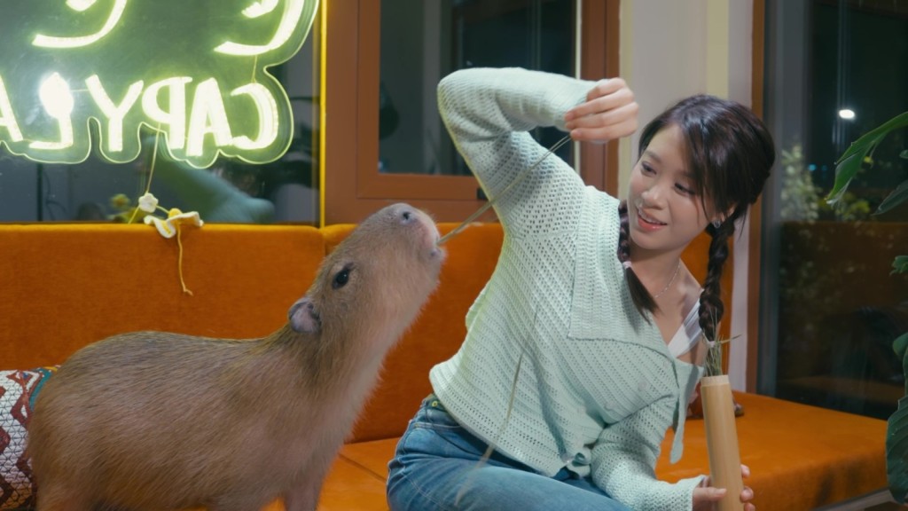 林凱恩畀水豚玩。 林凱恩畀水豚玩。