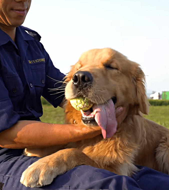 Alpha呼籲走私寵物不是愛，而是虐待。fb：香港海關