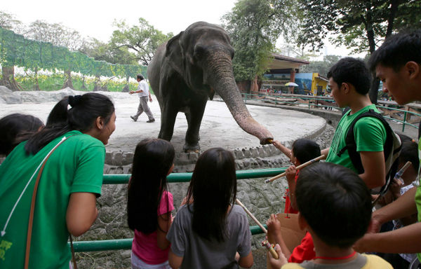 Mali深受民眾喜愛，是馬尼拉動物園明星。 美聯社