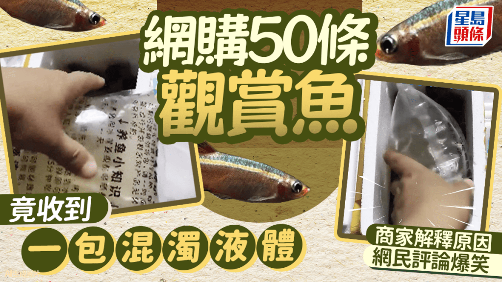 遼寧男網購觀賞魚竟收到一袋水 「兇手」竟是「這個東西」