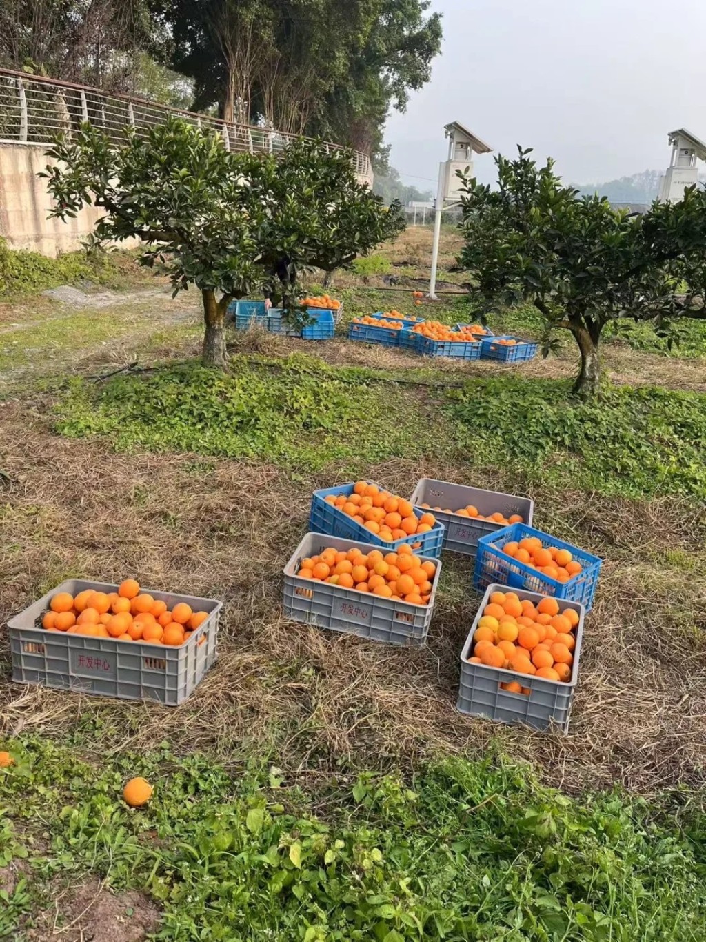 西南大學自種的柑橘「陽光二號」，網上開售首日即賣出三成。小紅書@繁花Li
