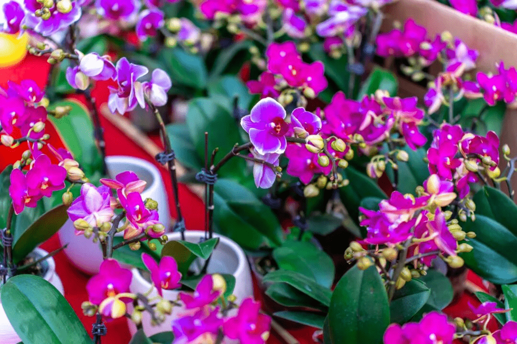 光明區佔地約2萬平方米的「花的世界」，春節期間會變身做年花主場。