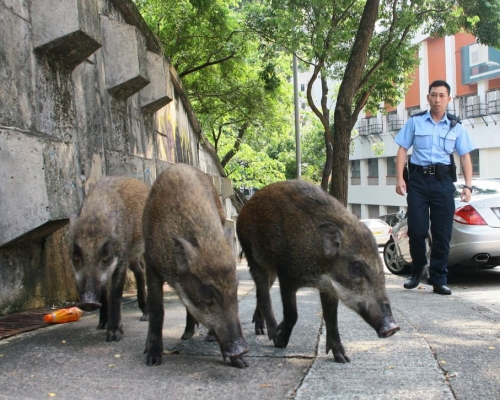 近年野豬問題肆虐。資料圖片