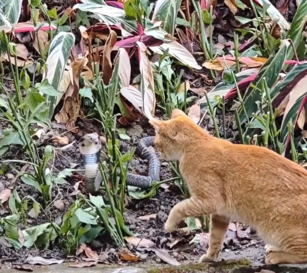橘猫和眼镜蛇对峙（广东广播电视台）