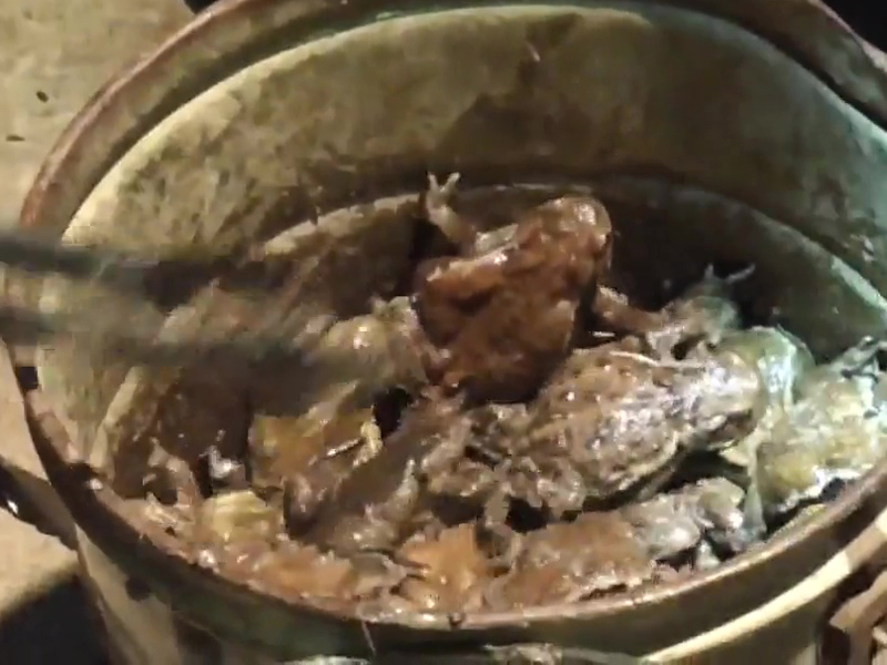 「毒蟾蜍驅逐隊」短短15天內就捕捉了5000隻。（網圖）