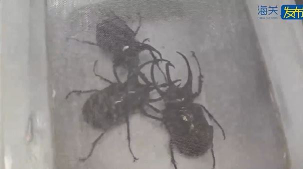 女旅客在廣州白雲機場入境時，行李箱被發現收藏439隻走私甲蟲。
