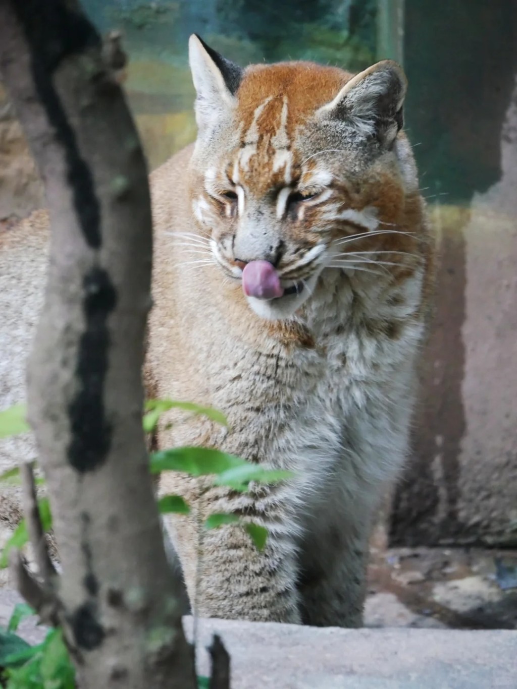 重慶金貓動物園明星動物「阿宅」離世，許多網民在網上悼念。